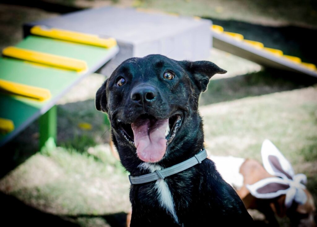 hospedagem para cachorros