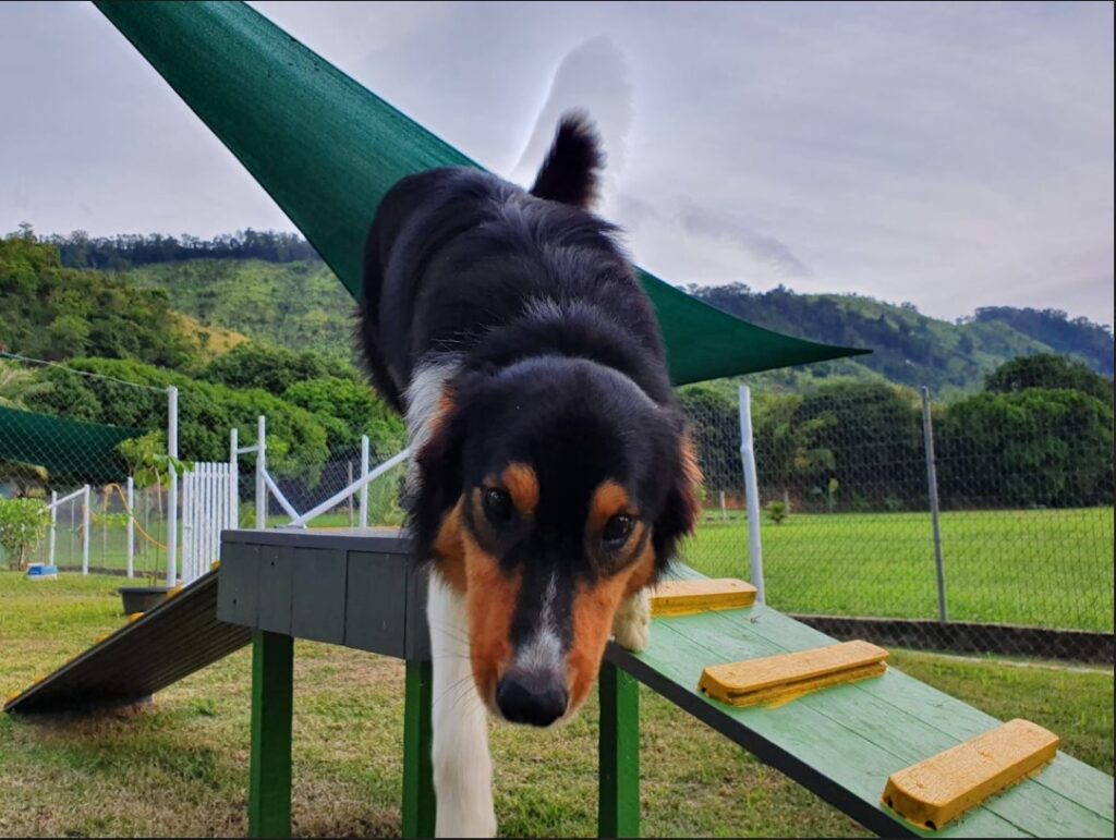 Hotel para cachorro no Rio de Janeiro