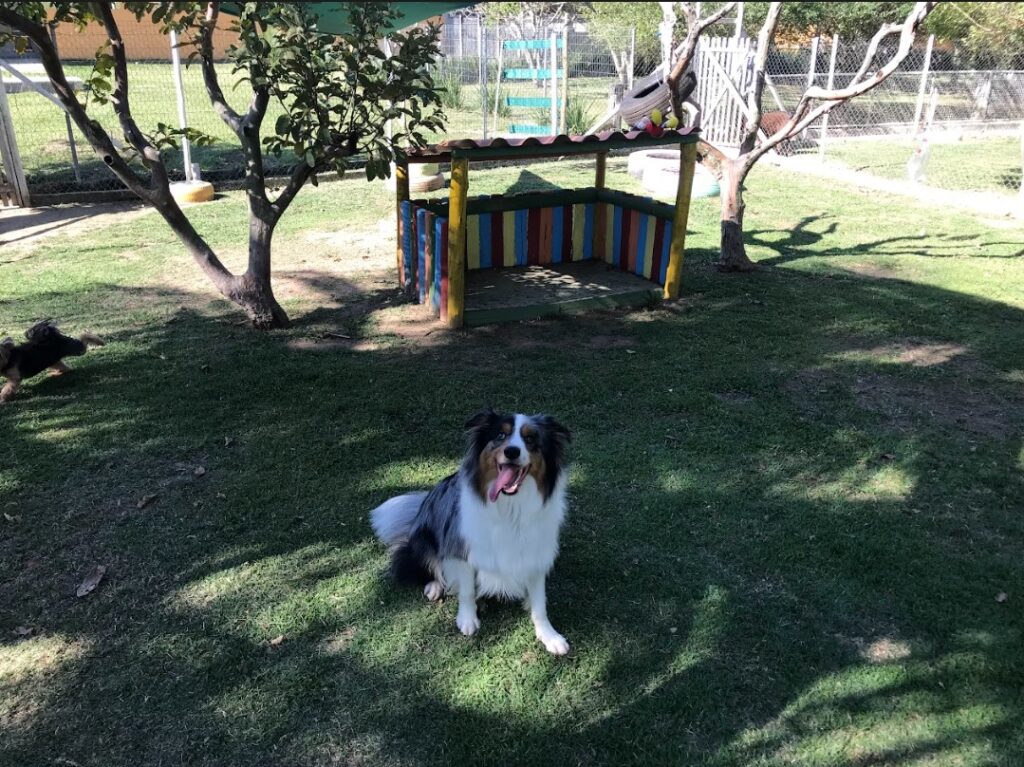 hotel para cachorro no Rio de Janeiro