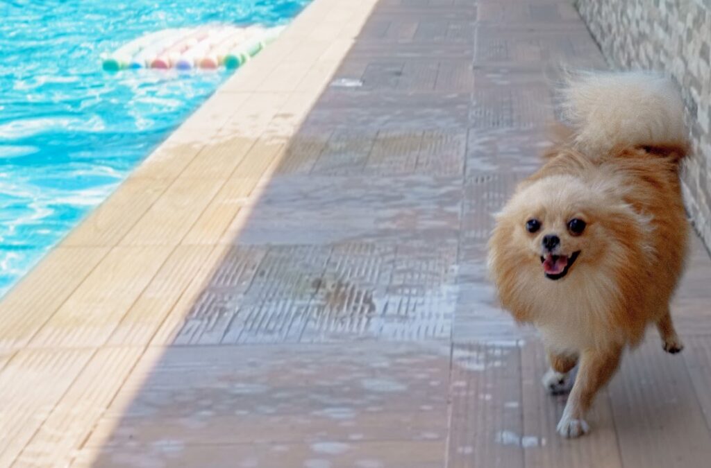 cães de pequenos, medios e grande porte