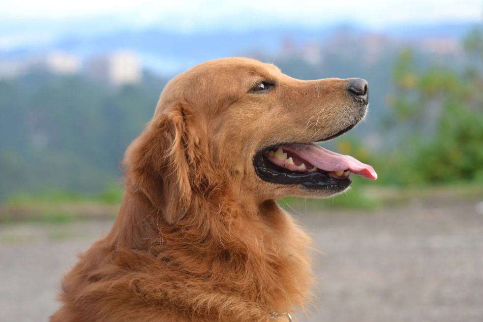 cães de pequeno, médio e grande porte