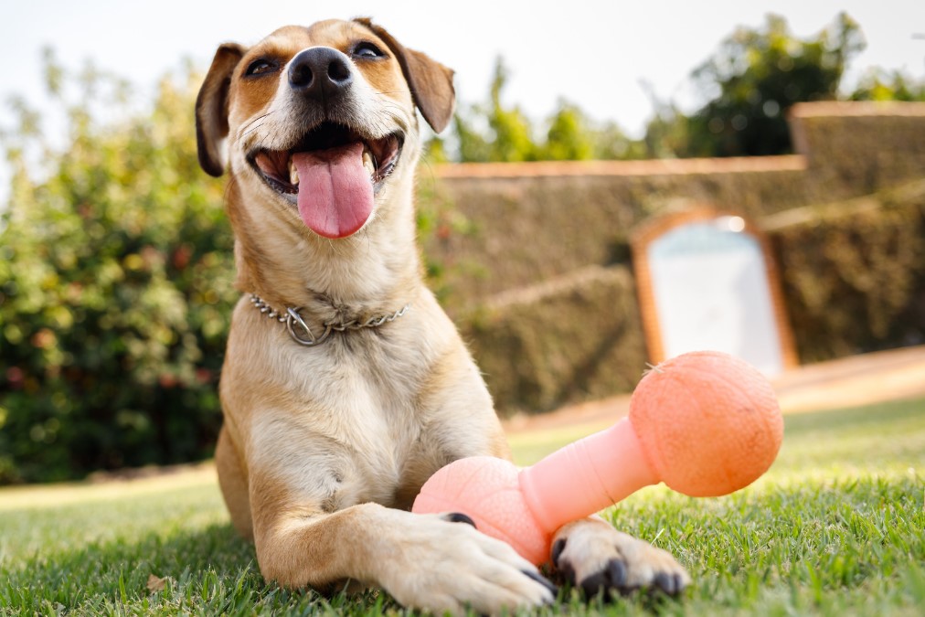 Brincadeiras com cães