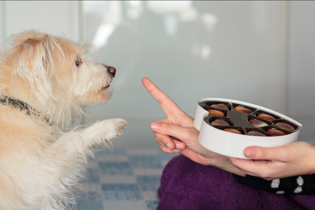 cachorro pode comer chocolate descubra aqui