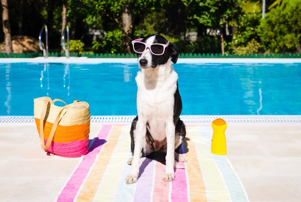 hotel para cachorro no Rio de Janeiro