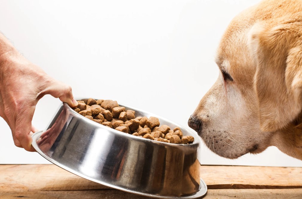 ração para cachorro