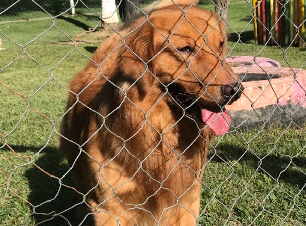 hotel para cachorro no Rio de Janeiro