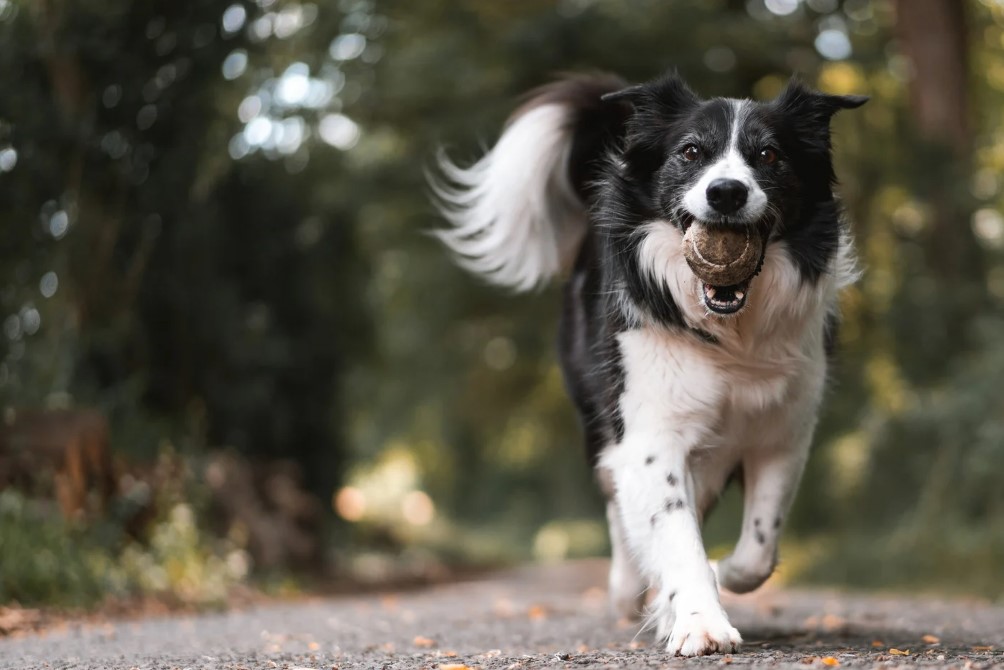 nomes para cães