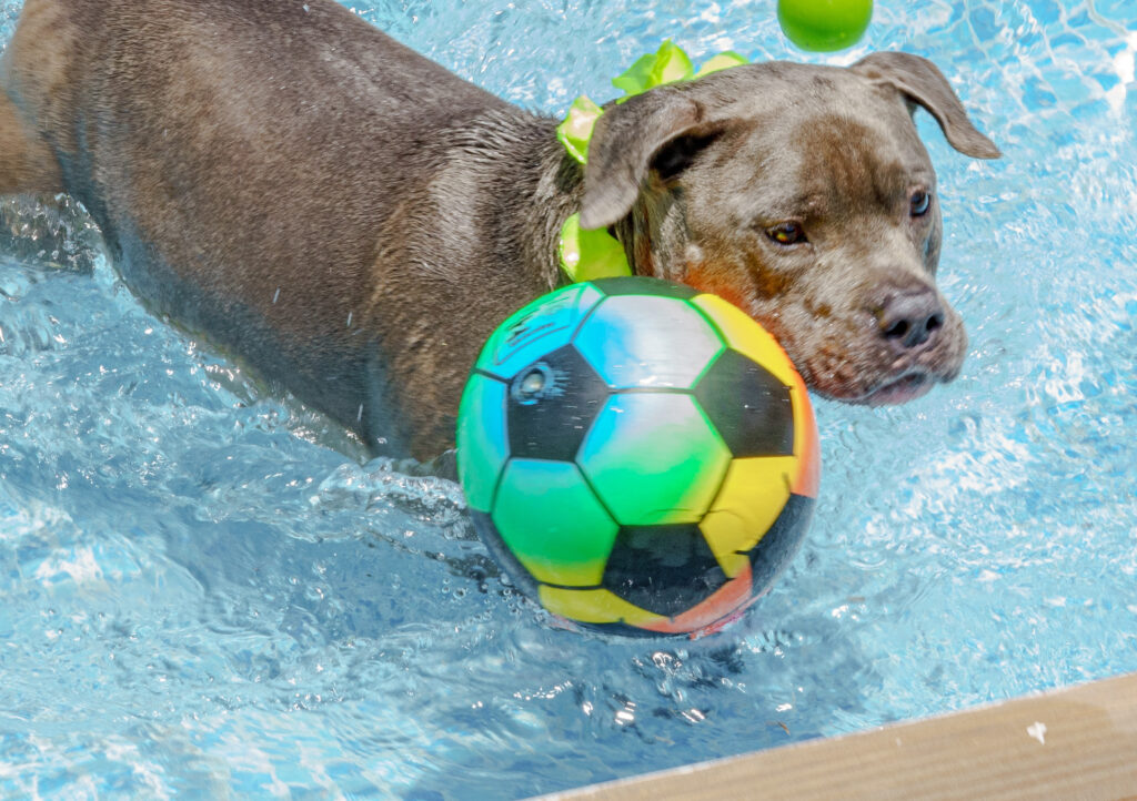 piscina para cães