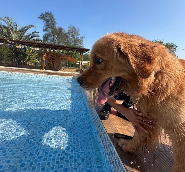 piscina para cães