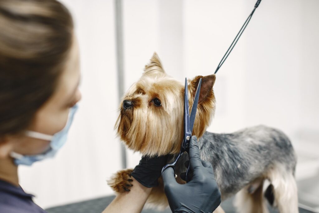 tosa para cães
