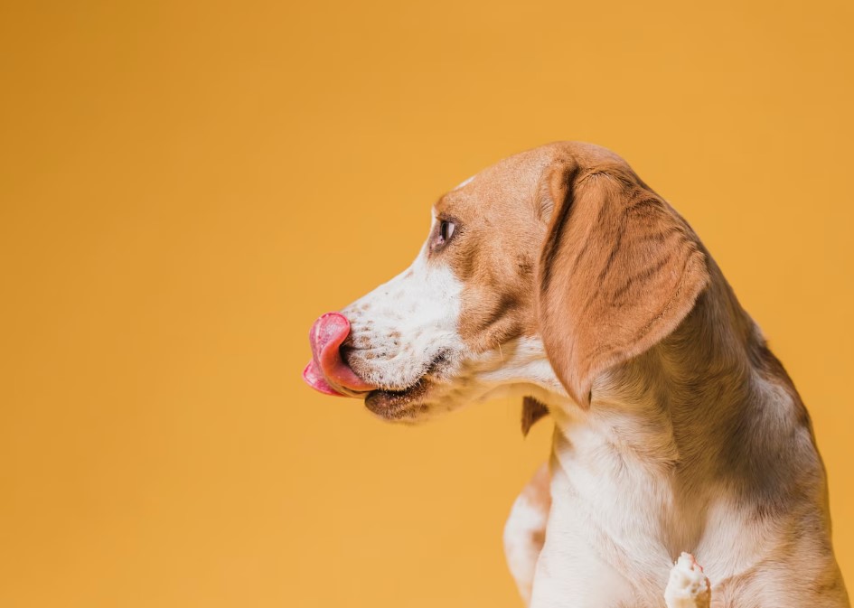 Cachorro pode comer feijão