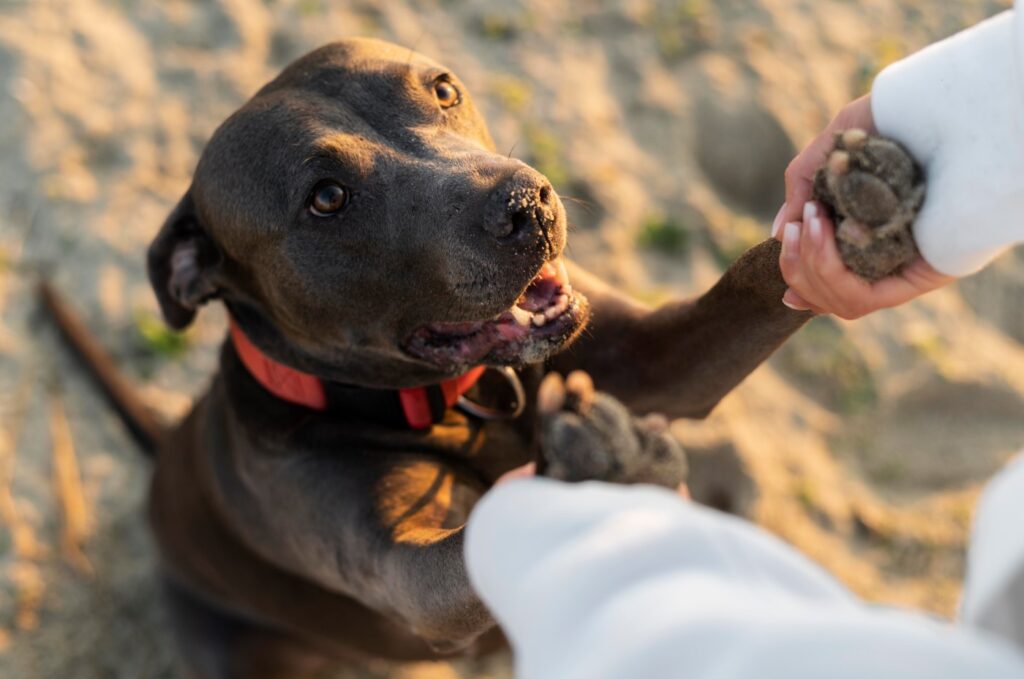 Adestramento de Cães