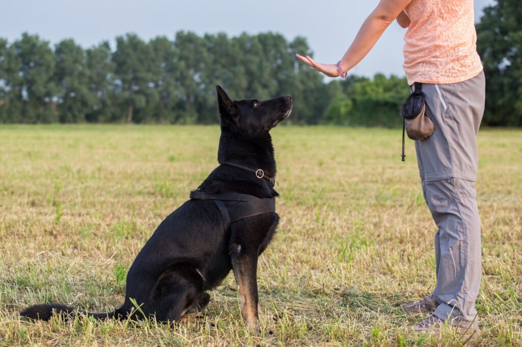 Adestramento de Cães