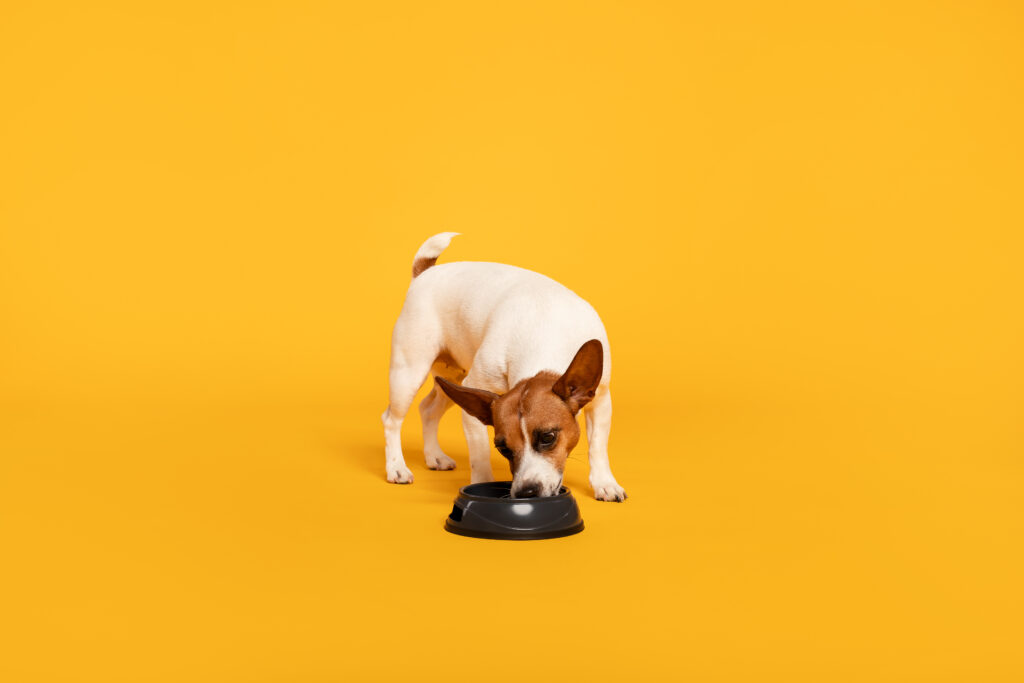 cachorro pode comer feijão