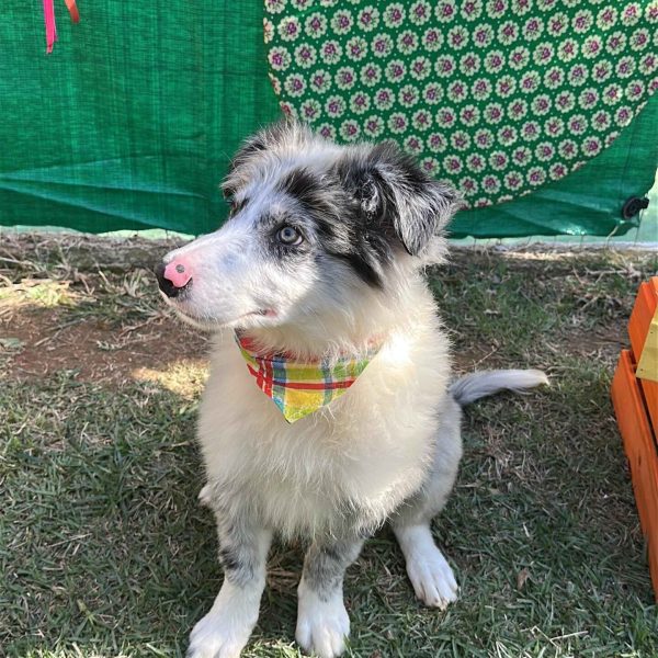 084a4739-0f6e-4d57-804a-7caa417029d4_5_11zon