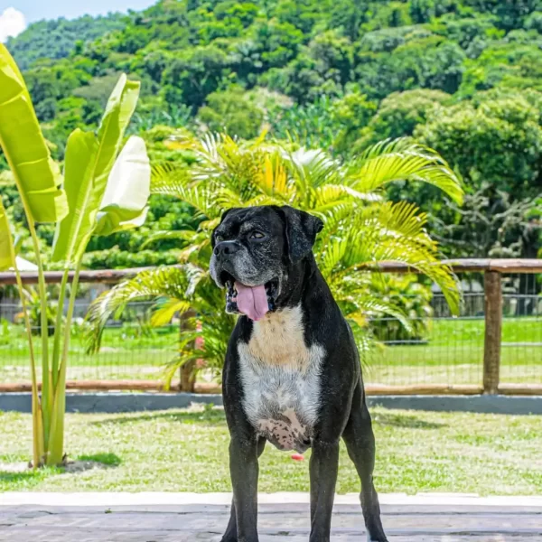 250b0a39-142f-406b-90b5-cf741e25b587