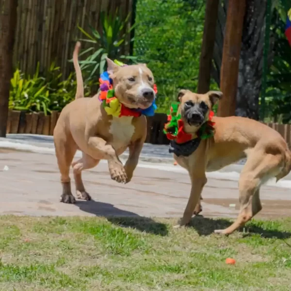 Canil Gute Clubinho Fotos (2)