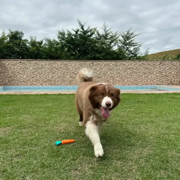 Canil Gute Clubinho Fotos (4)