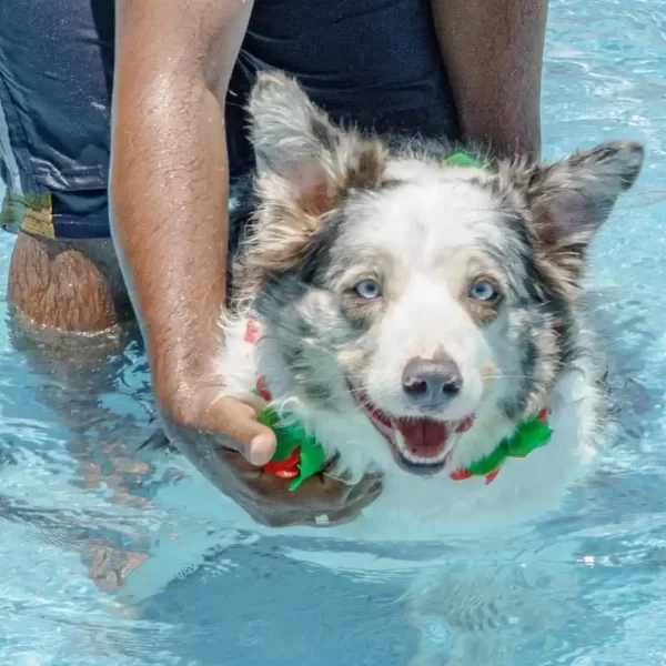 Canil Gute Clubinho Fotos (5)