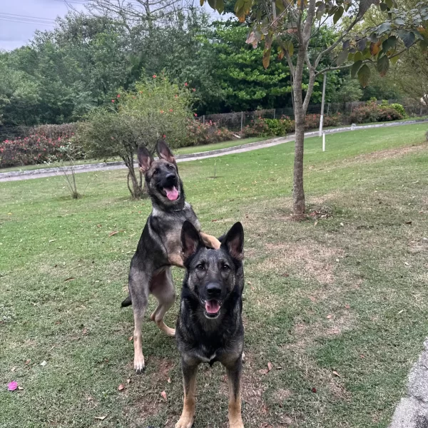 Canil Gute Clubinho Fotos (6)