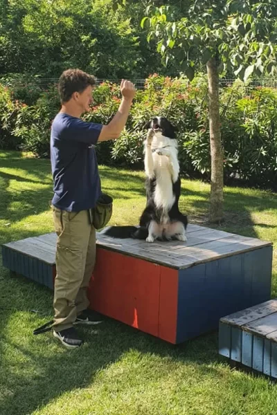 Fotos Canil Gute Adestramento (3)