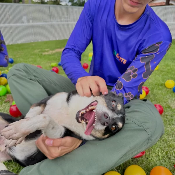 Gute Canil Fotos (10)