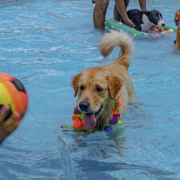 Gute Canil Fotos (2)