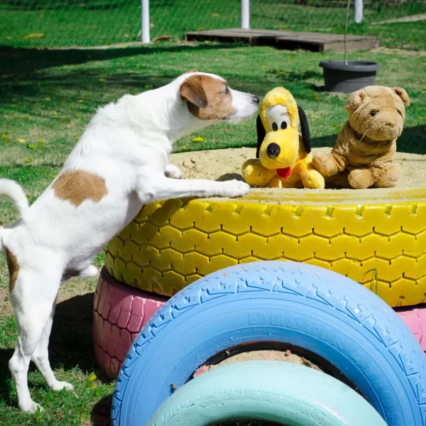 Gute Canil Fotos (4)