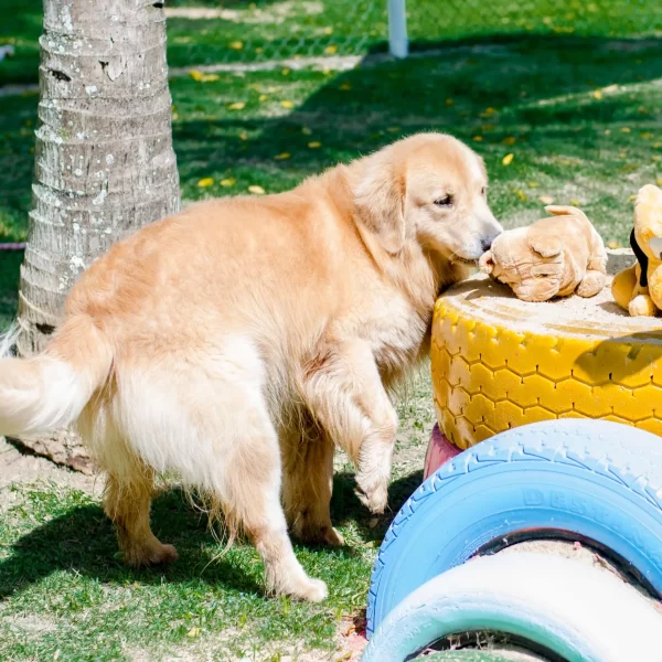 Gute Canil Fotos (5)