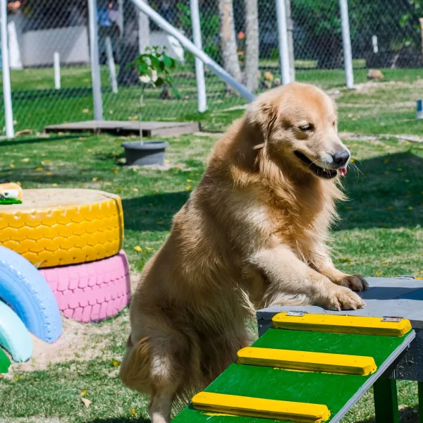 Gute Canil Fotos (6)