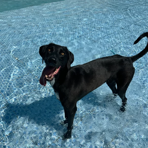 Gute Canil Fotos (7)