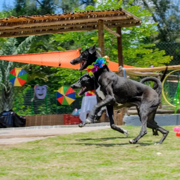 Gute Canil Fotos (8)