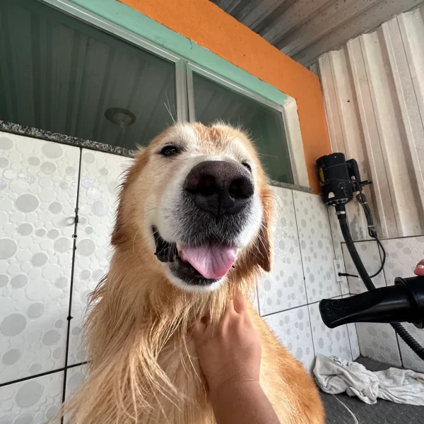 Gute Hospedagem Permanente Fotos (4)