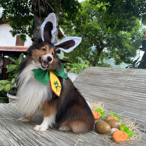 Gute Hospedagem Permanente Fotos (6)