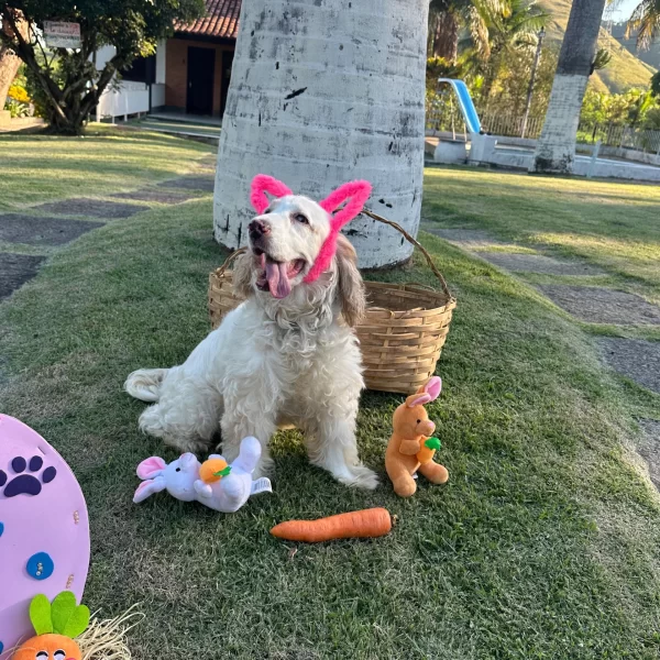 Gute Hospedagem Permanente Fotos (7)