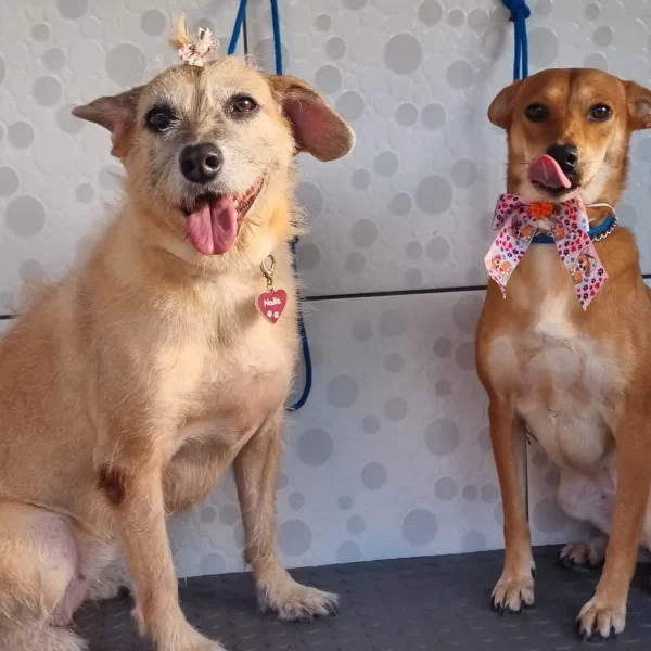 Gute Hospedagem Permanente Fotos (8)